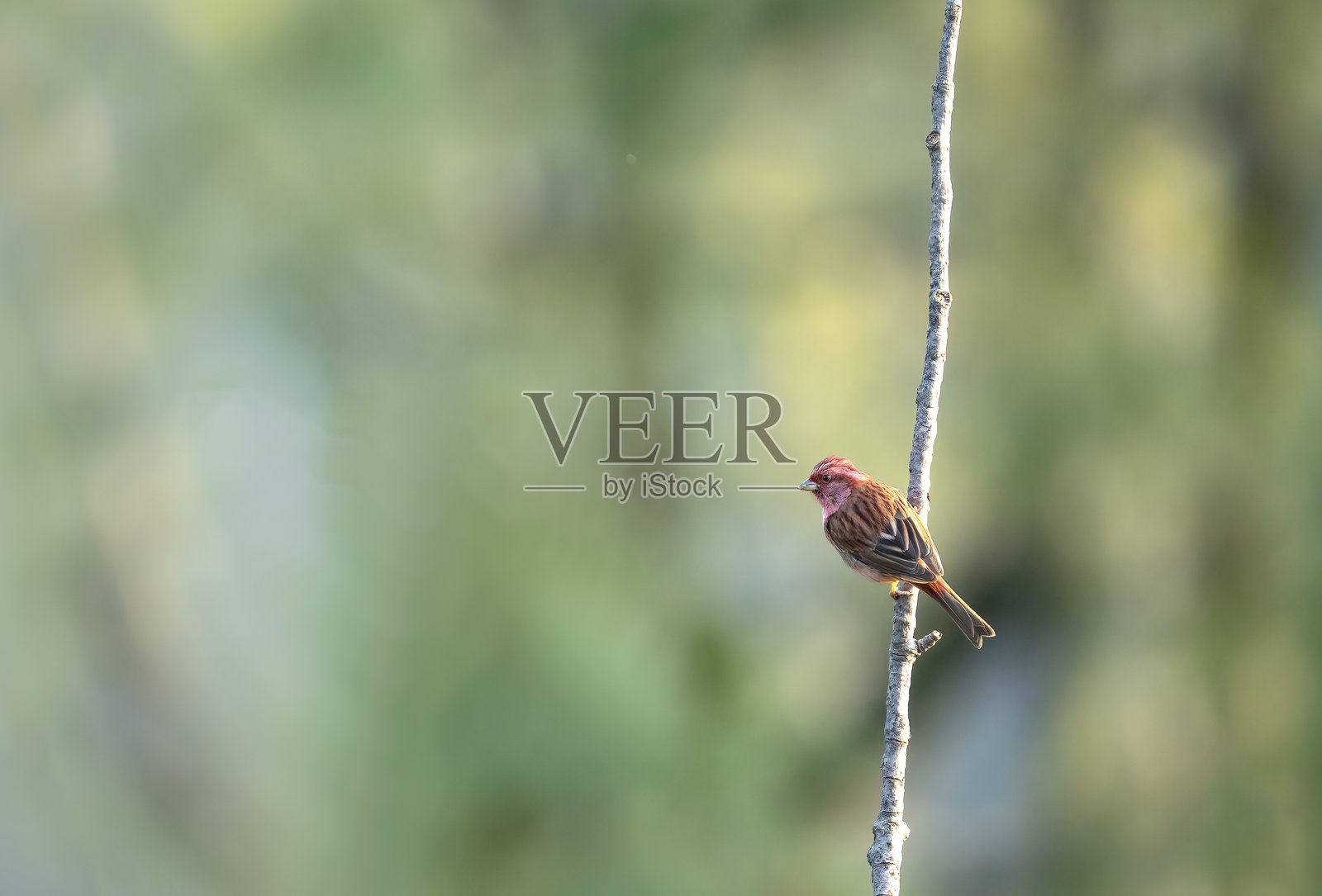 粉眉玫瑰雀栖息在树枝上。照片摄影图片