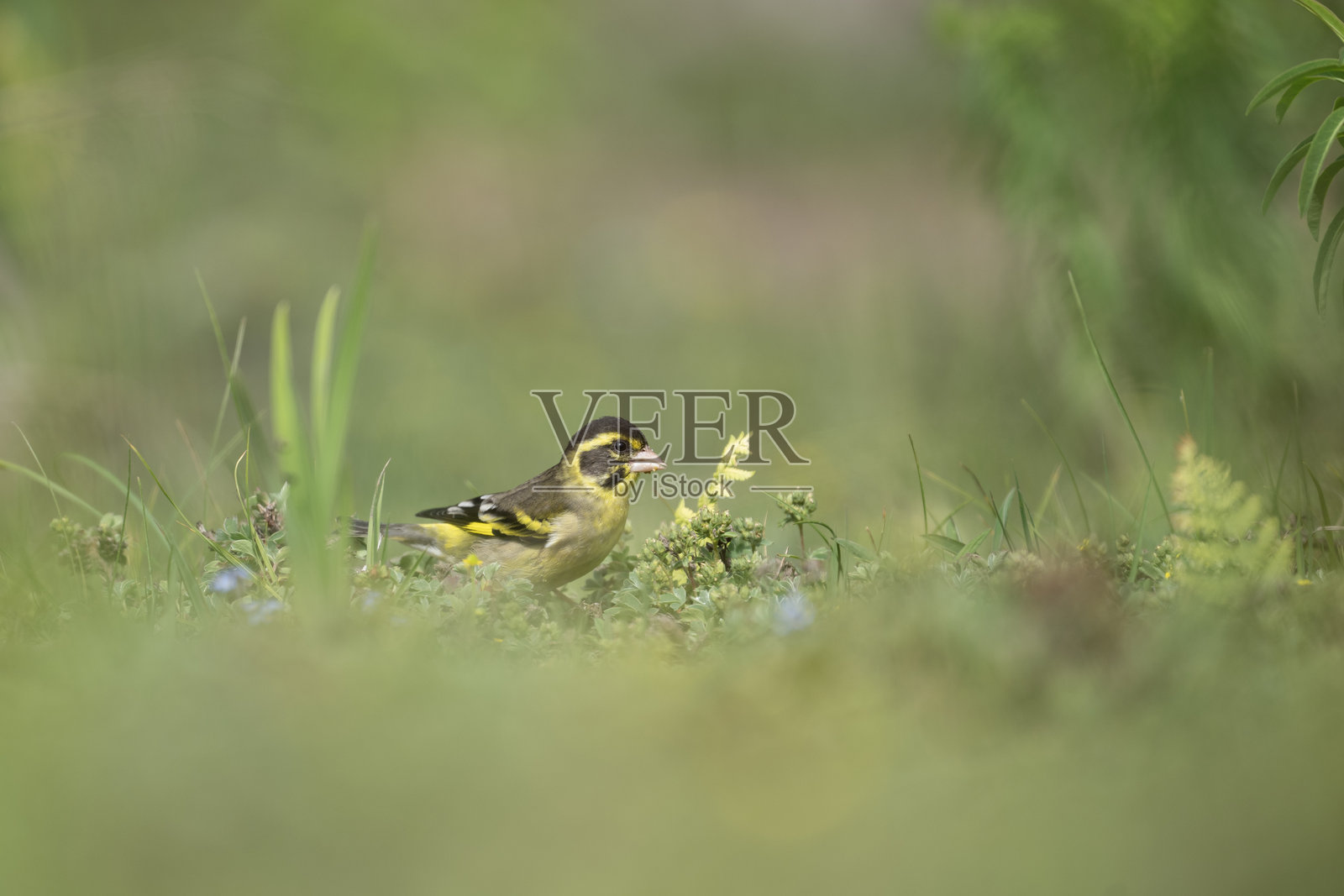一只迷人的黄胸绿雀在郁郁葱葱的草地上觅食。照片摄影图片