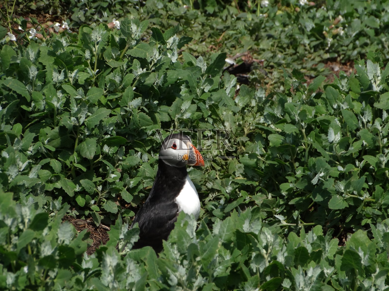 大西洋海雀侧面近距离视图,头部、背部和胸部微微向前,站在绿色叶子中央。照片摄影图片