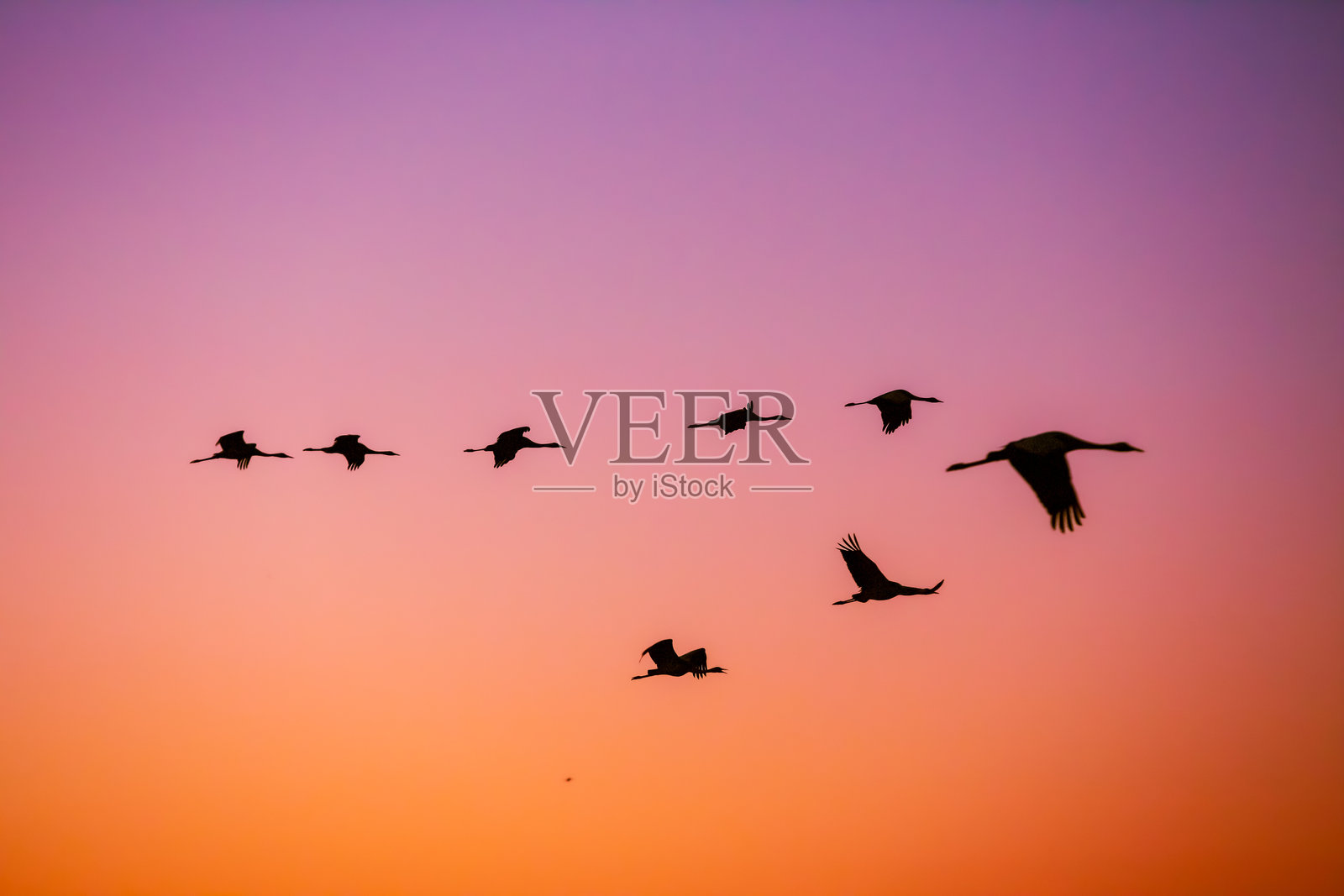 关于以色列上加利利胡拉谷的鸟类照片照片摄影图片