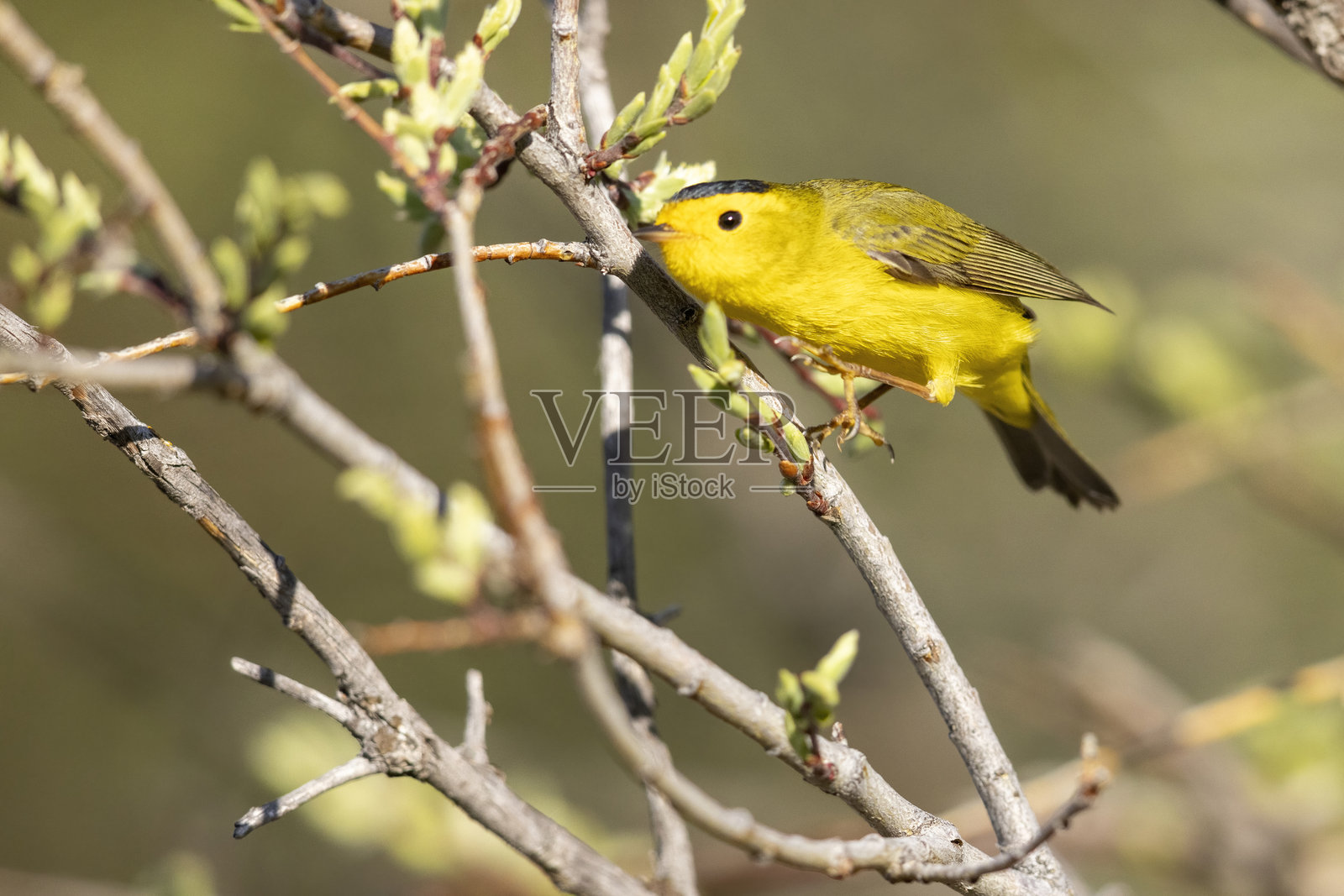 科罗拉多州的威尔逊黄雀照片摄影图片