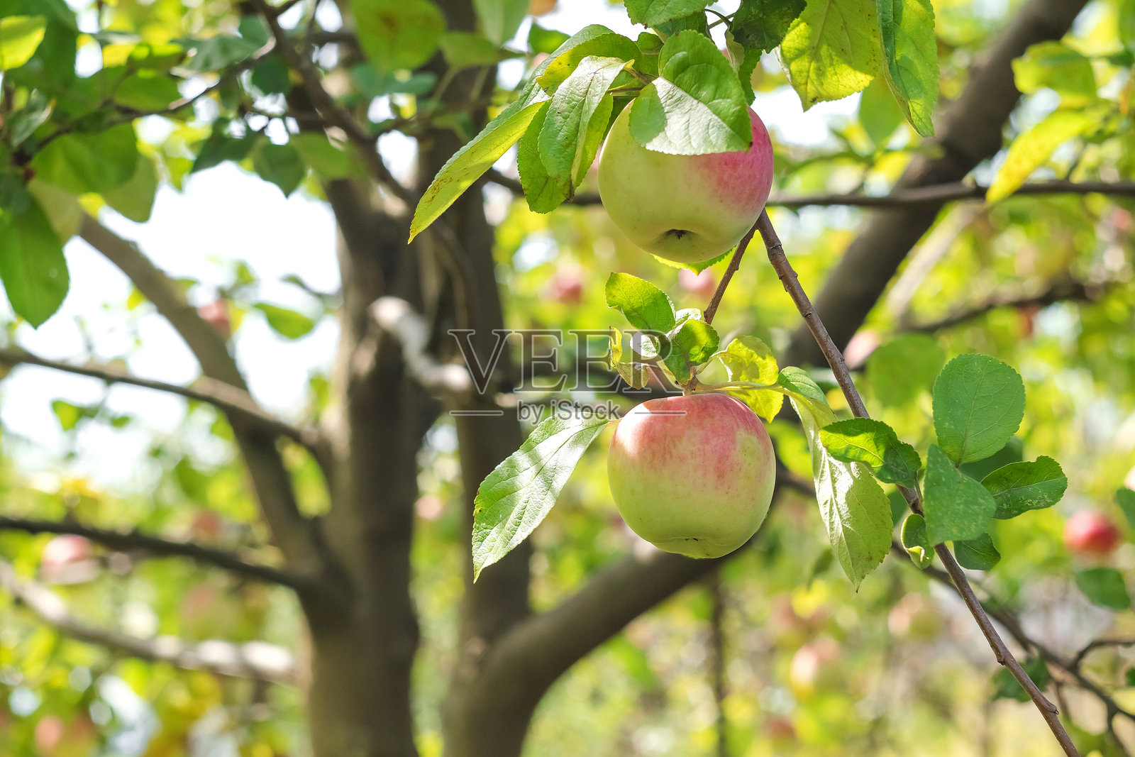 秋天的苹果树,结满了秋季的苹果。秋季苹果园。照片摄影图片