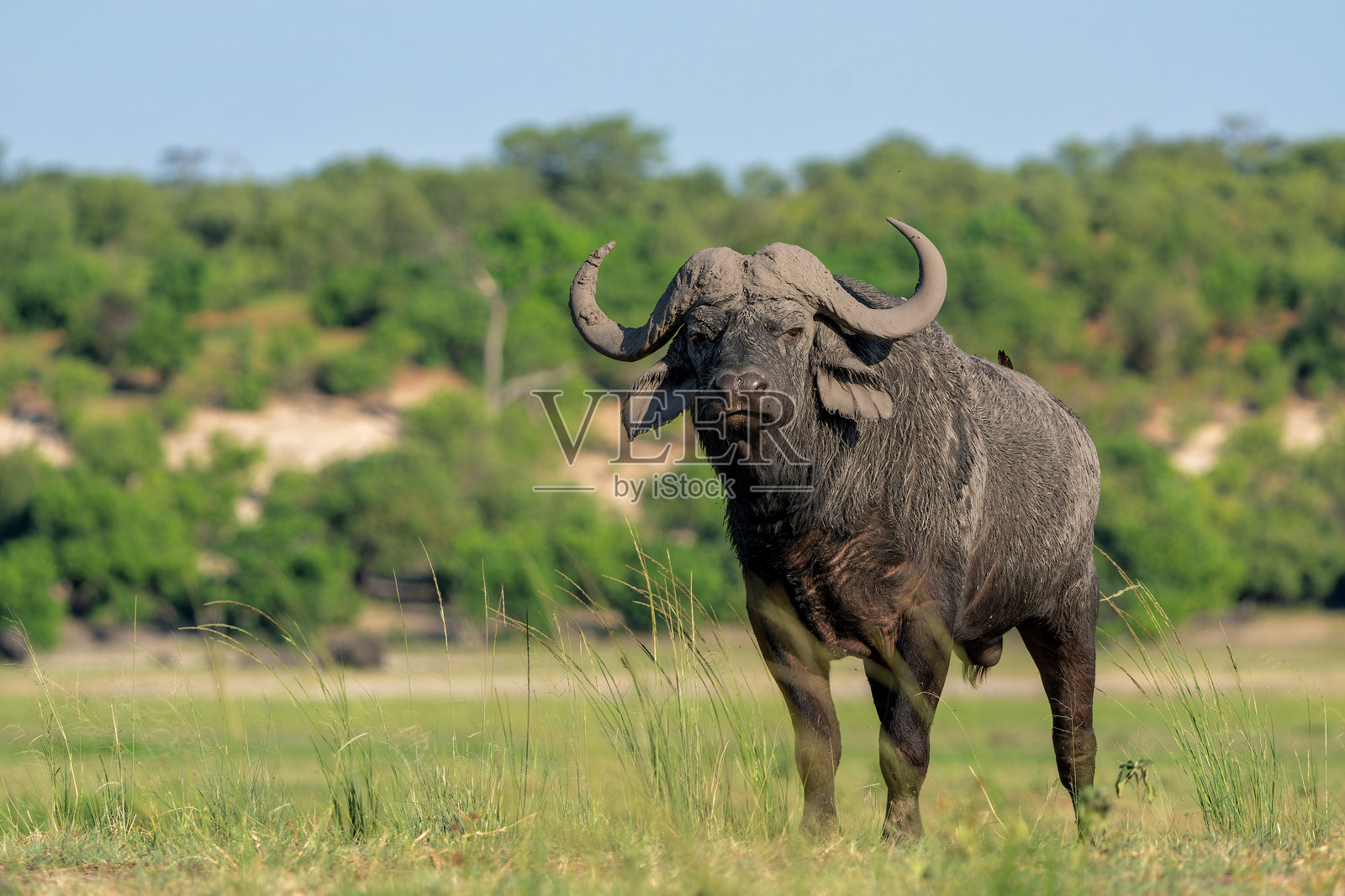 博茨瓦纳乔贝国家公园中的老非洲水牛照片摄影图片