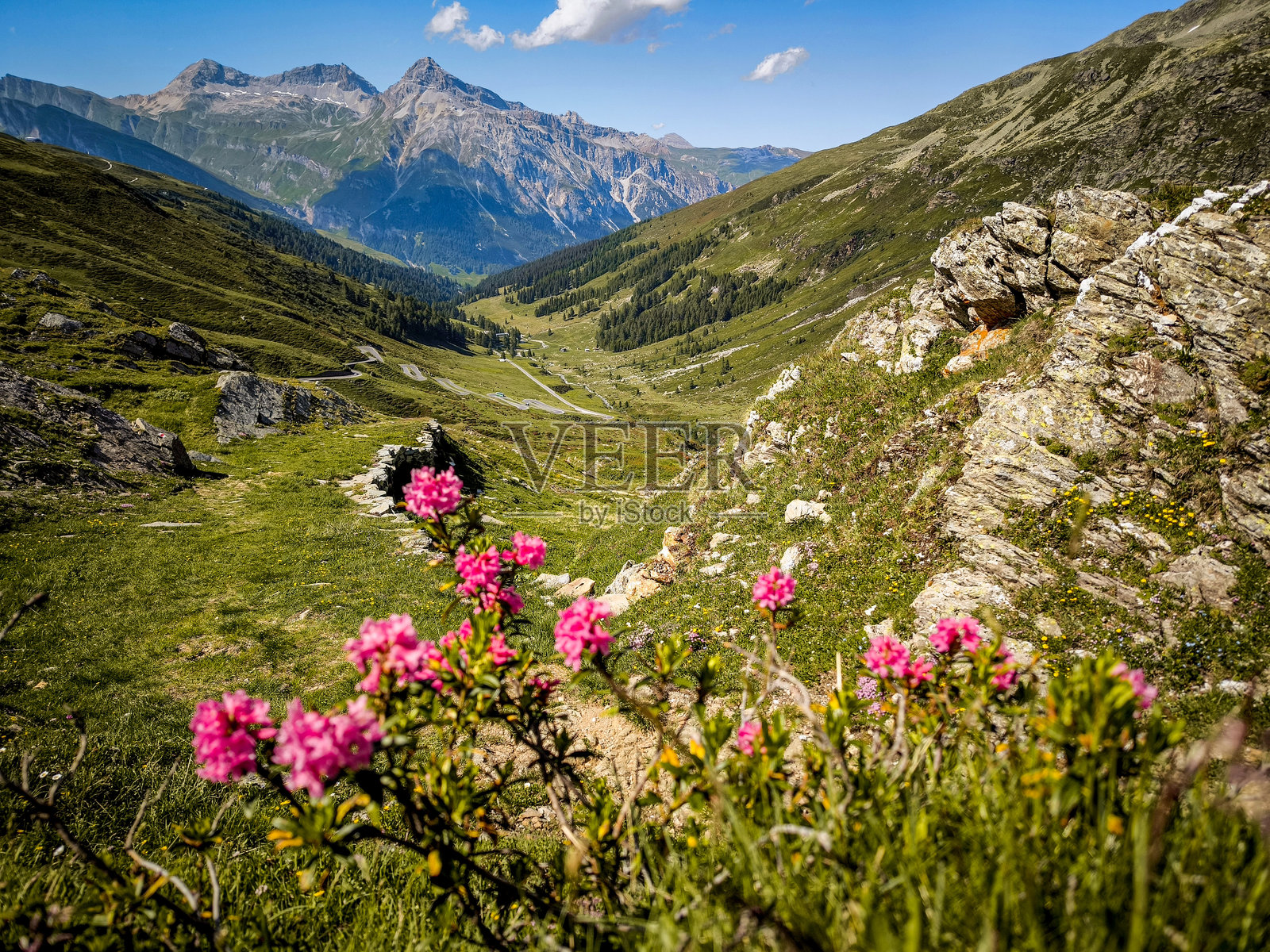 斯普卢根山口小径上的阿尔卑斯野花盛开:绿意盎然的山谷和晴朗的蓝天映衬下的皮佐·坦博峰和舒雷塔霍恩峰的美丽景色照片摄影图片