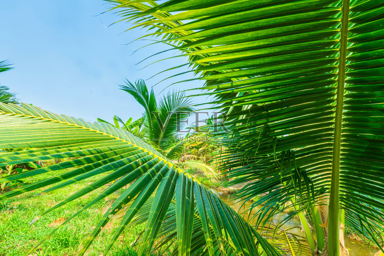 泰国热带雨林中的绿色椰子树种植,融合了农业与自然,花园在阳光明媚的蓝天和白云下。照片摄影图片