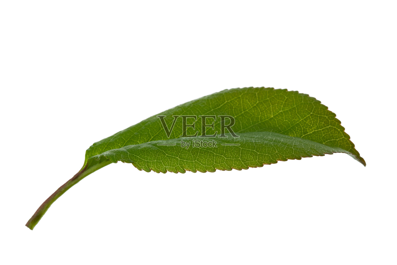 樱花和叶子,孤立在白色背景上照片摄影图片