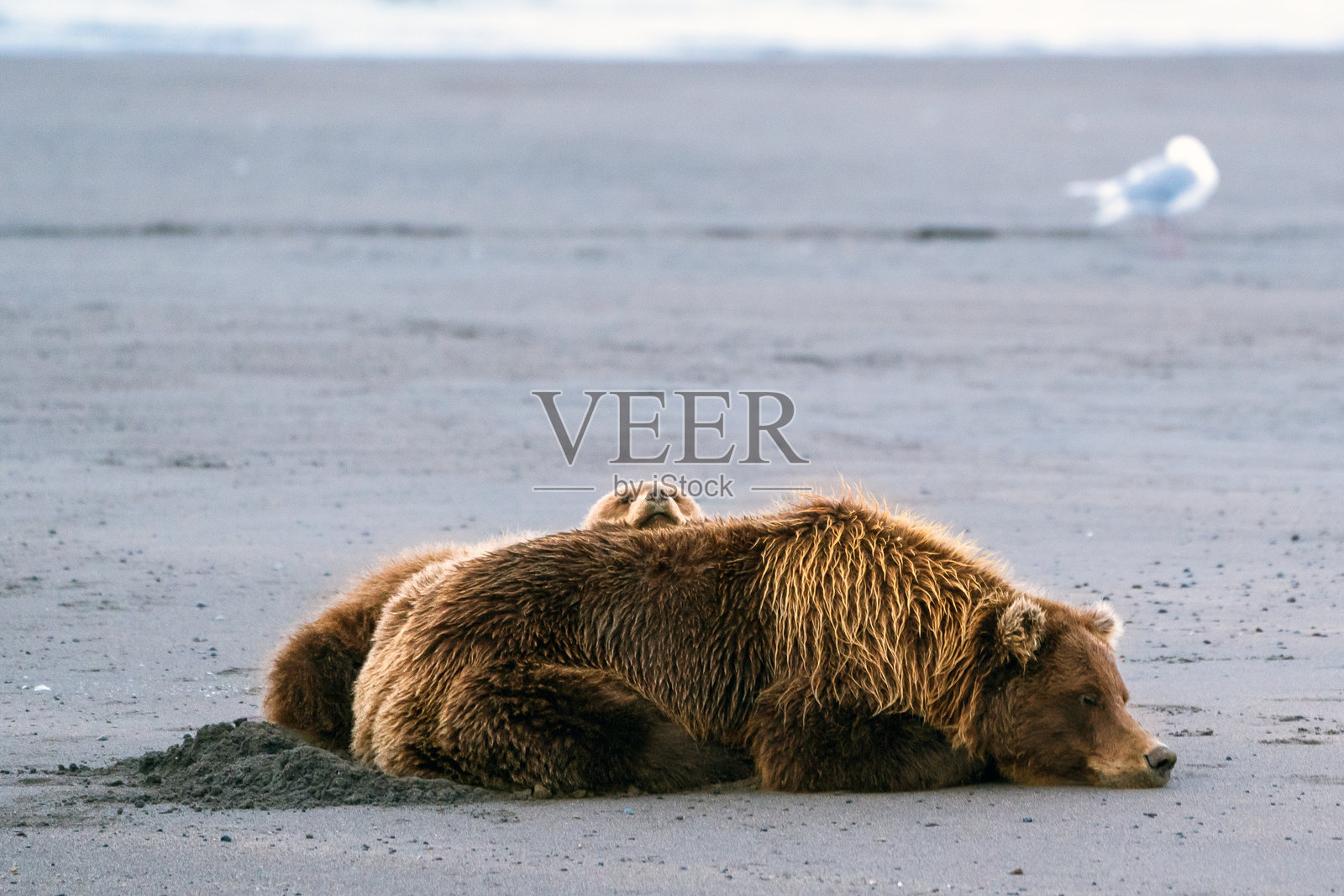 海滨休息照片摄影图片