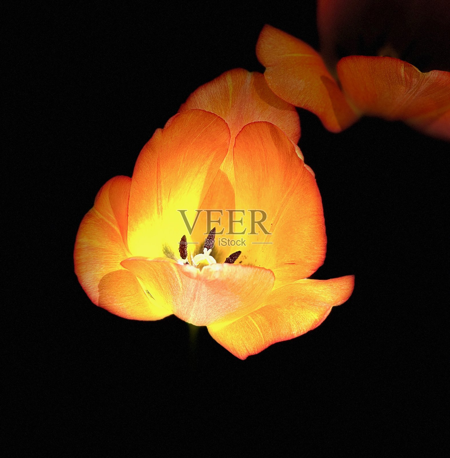 黄色郁金香照片摄影图片