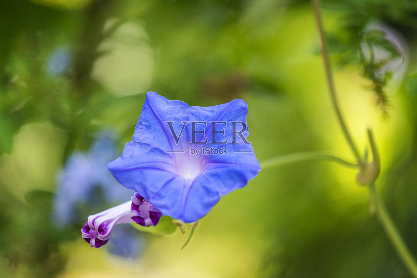 牵牛花的特写镜头照片摄影图片