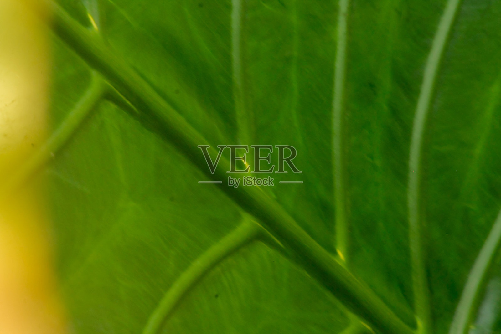 新鲜的芋头叶背景。大象耳植物的绿色叶子背景。照片摄影图片