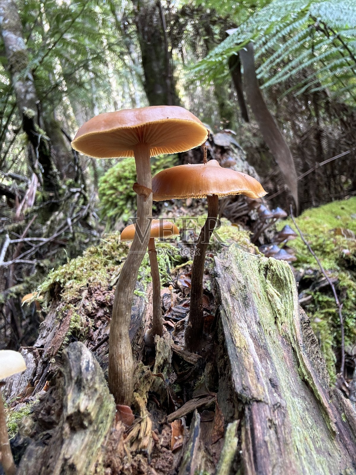 独特角度、明亮光线下的小橙色蘑菇群生长在苔藓覆盖的树桩上的特写镜头照片摄影图片