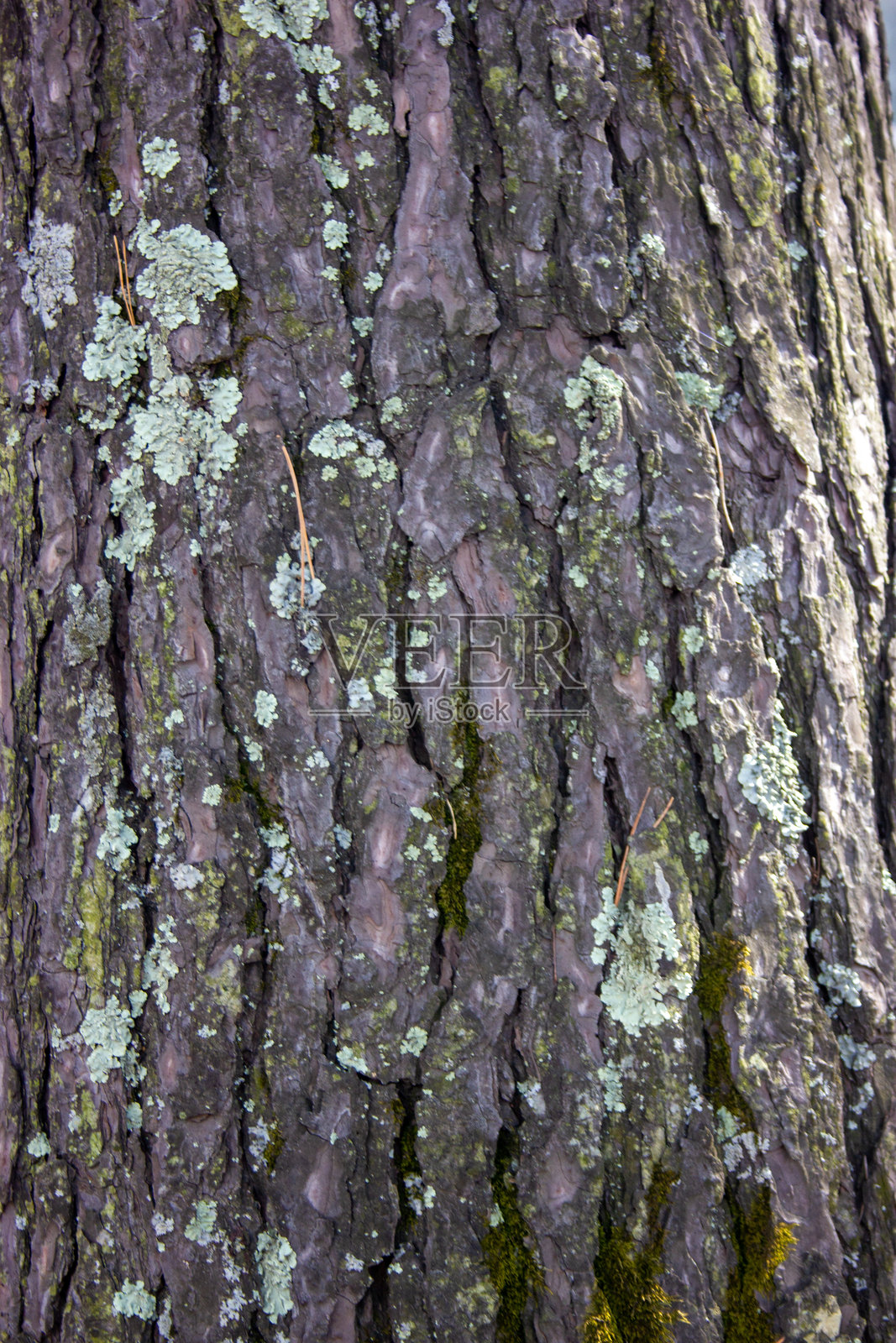 大树树干的特写树皮照片摄影图片