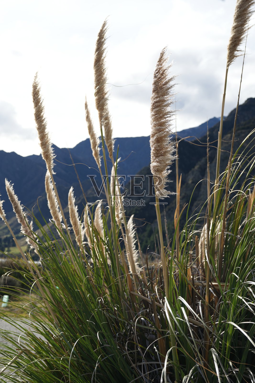 稻草照片摄影图片