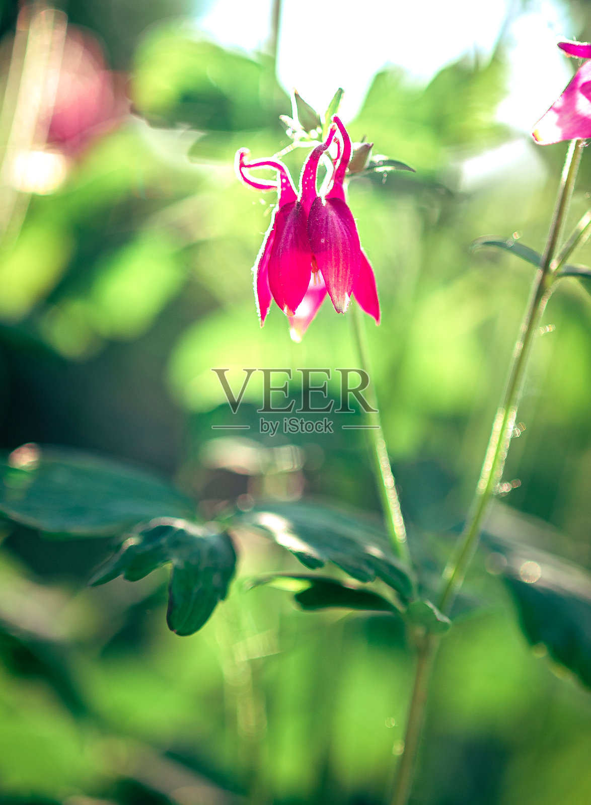 花园里的花照片摄影图片