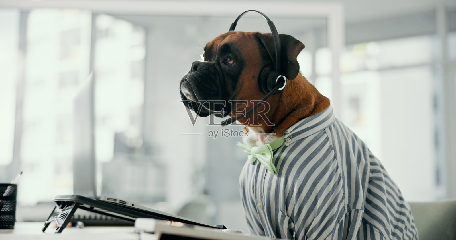 狗,代理和呼叫中心,佩戴耳机为宠物护理、服务或动物咨询提供支持。犬类顾问和麦克风,利用技术进行兽医咨询、小狗健康或收容所计划的办公室环境。照片摄影图片