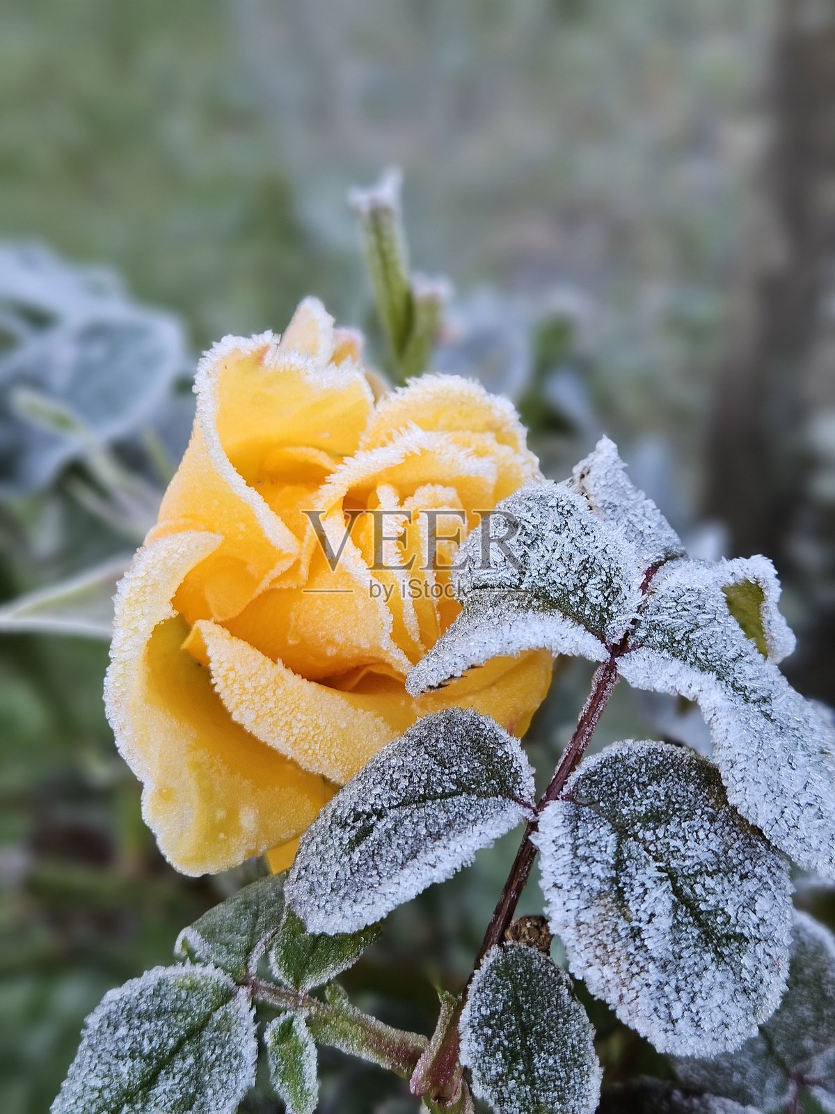 植物上的霜照片摄影图片