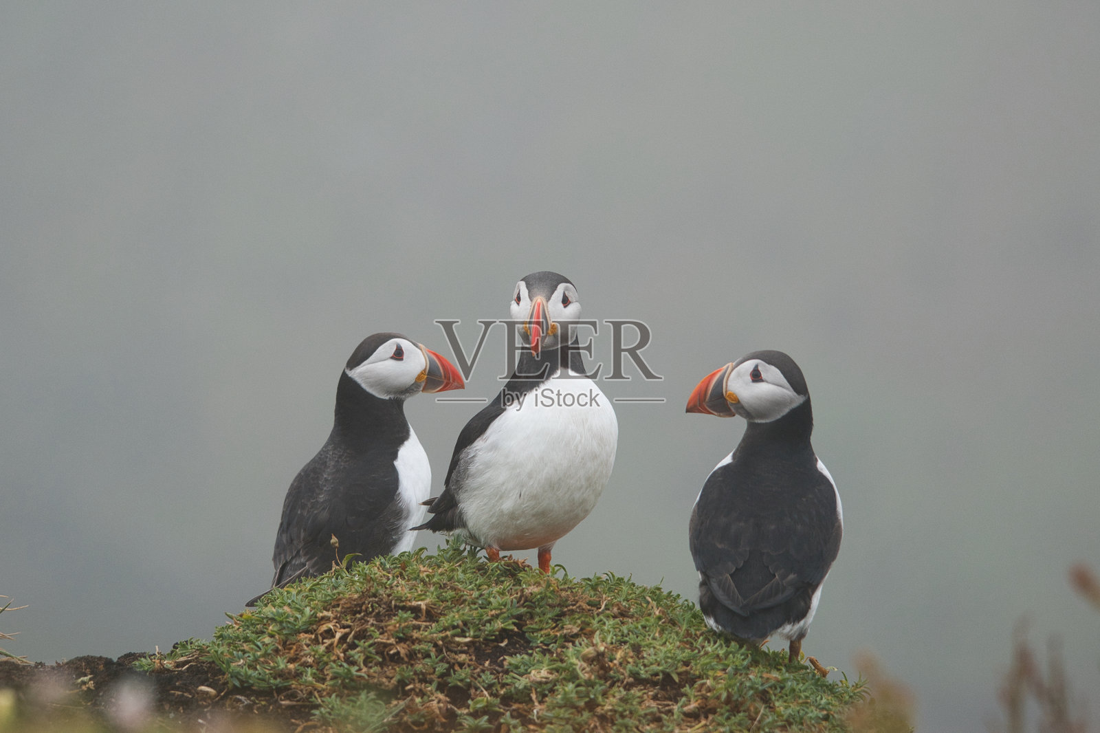 一群海雀站在悬崖边上互相凝视照片摄影图片