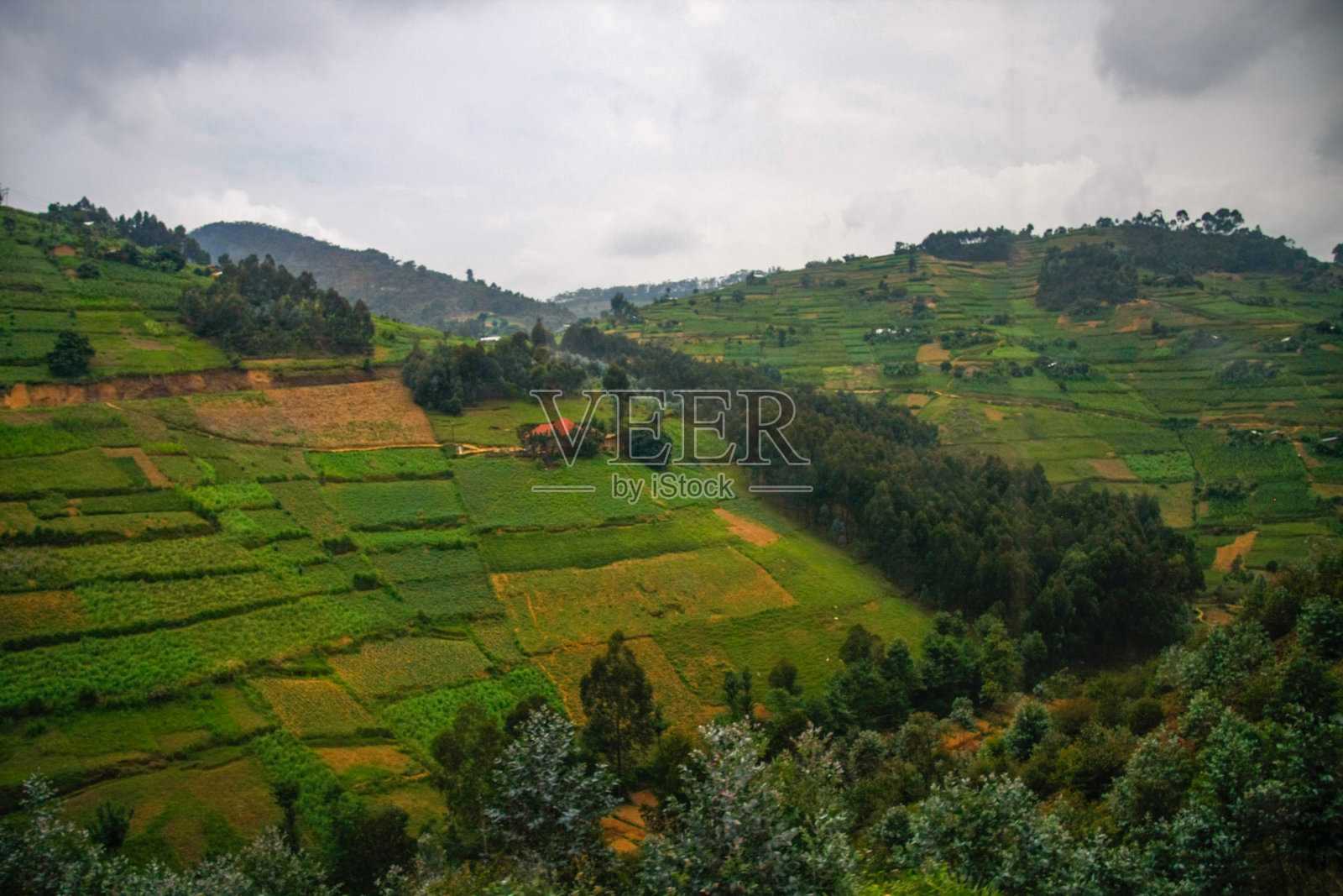 卢旺达广袤的梯田农场和森林照片摄影图片