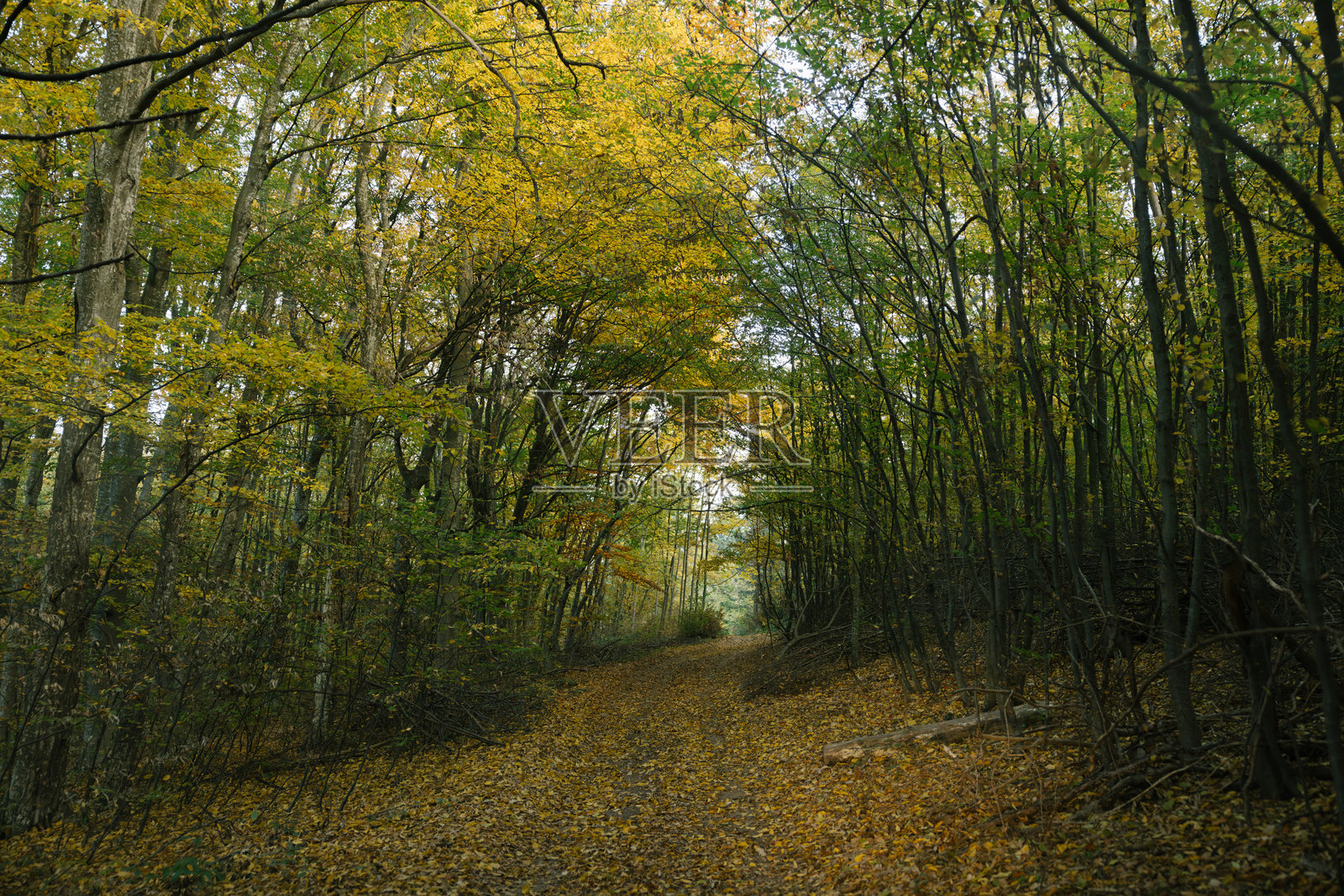 穿过森林的山路照片摄影图片
