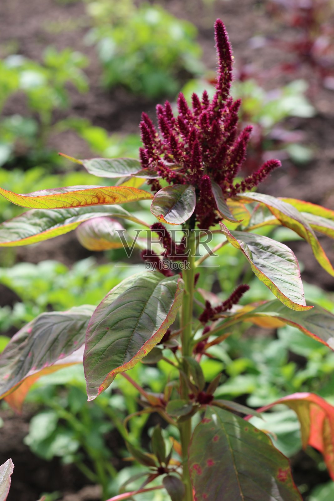 花朵照片摄影图片