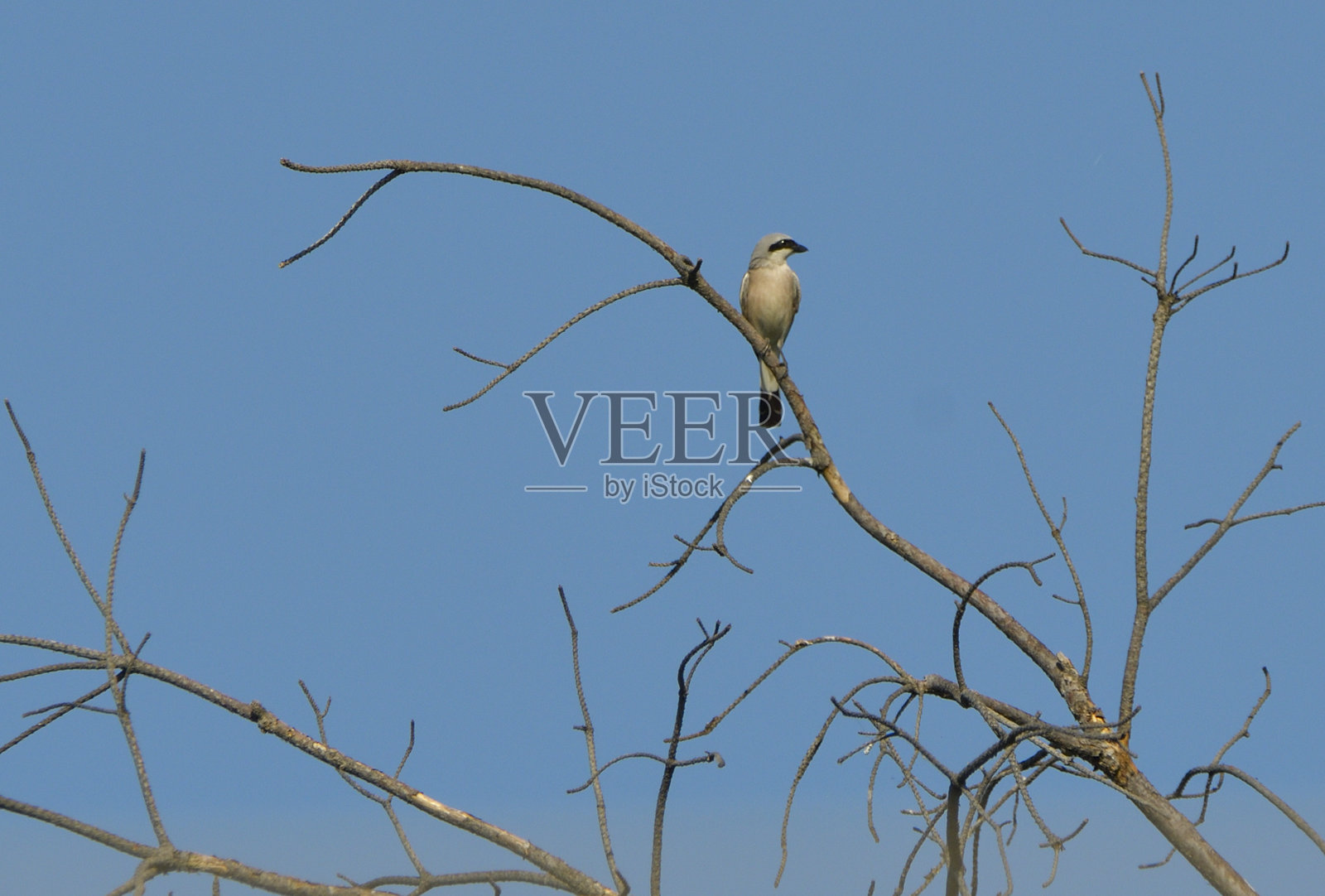 红背伯劳 (Lanius collurio)照片摄影图片