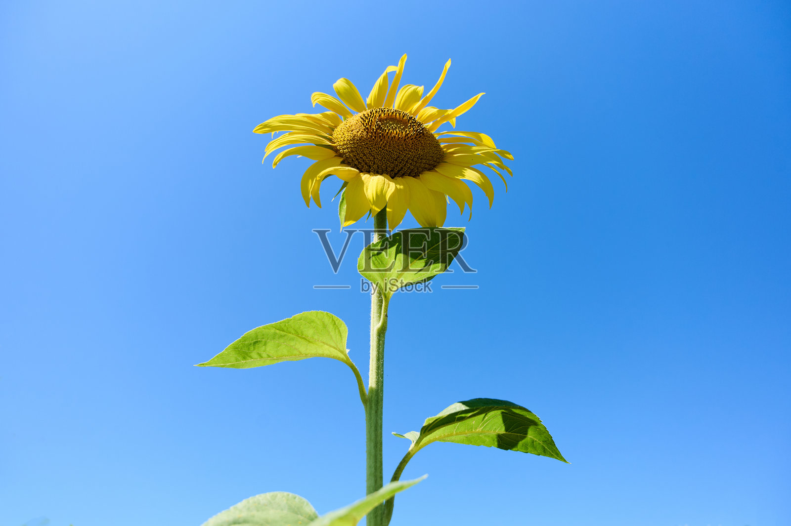 阳光明媚的夏日,郁郁葱葱的花园中盛开的向日葵,花瓣色彩鲜艳。照片摄影图片