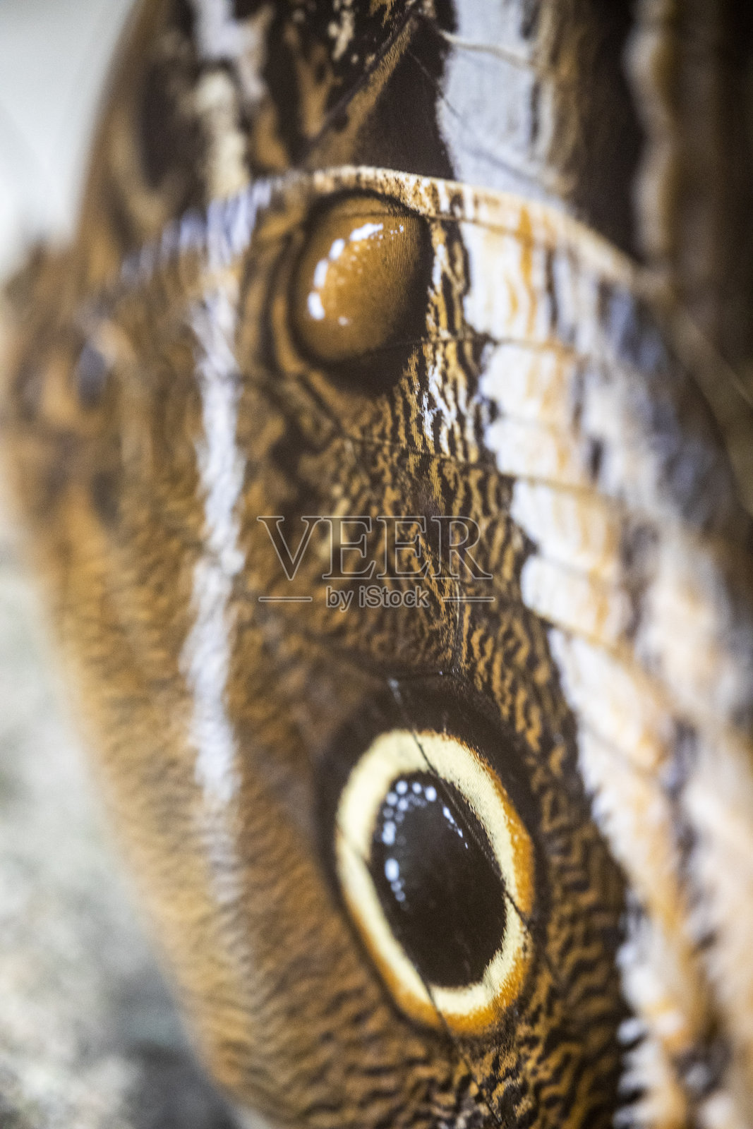 卡利戈蝴蝶照片摄影图片