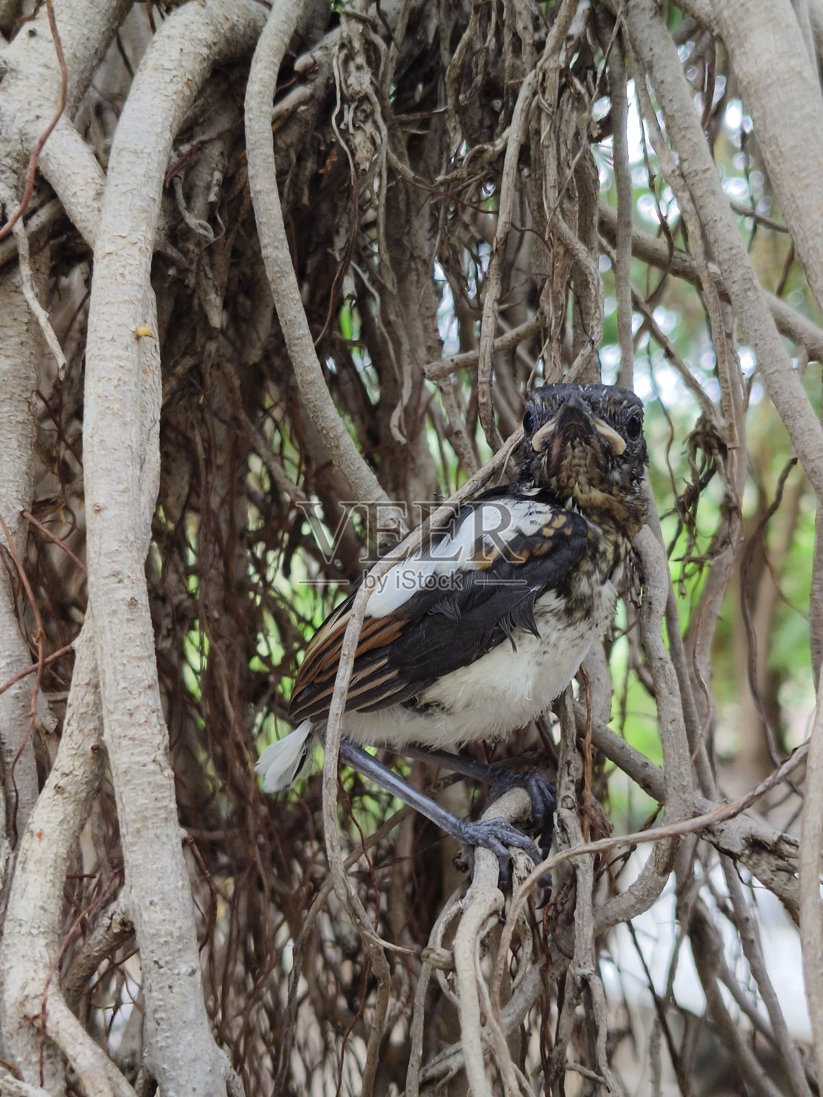 印度歌鸲雏鸟的图像照片摄影图片