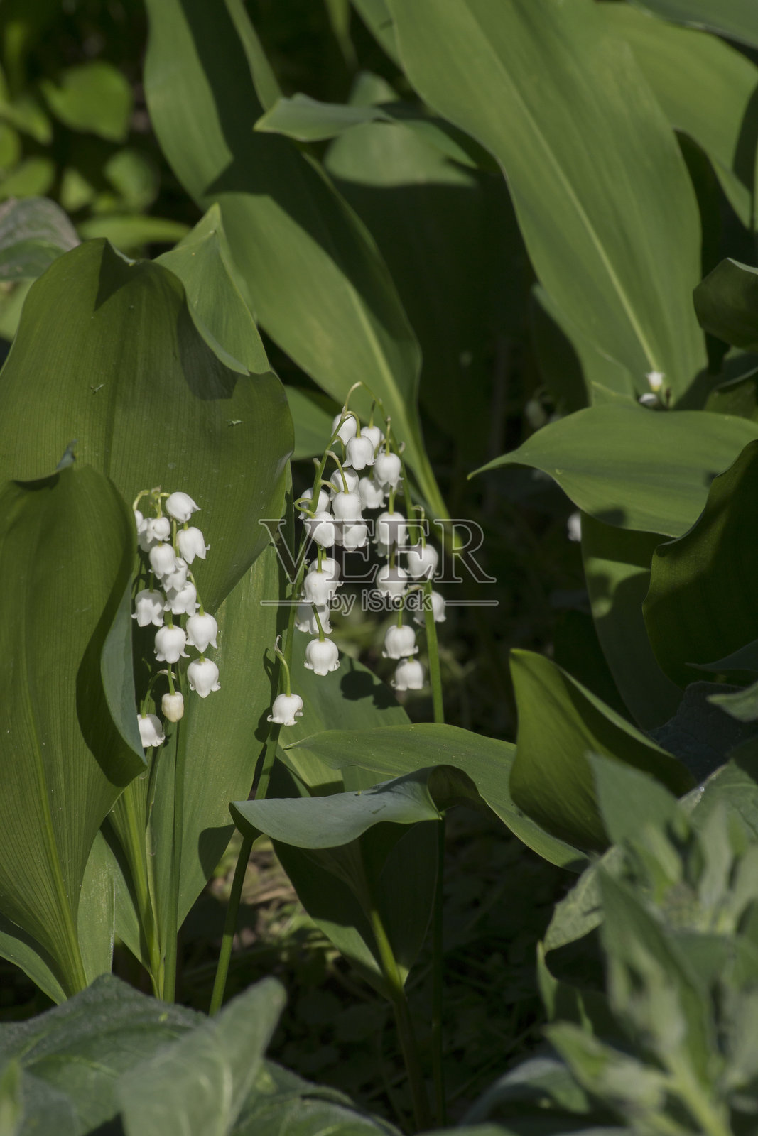 铃兰(Convallaria majalis)照片摄影图片