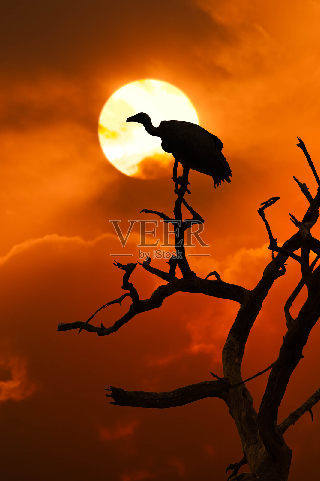 一只秃鹫栖息在光秃的树枝上,夕阳下的橙色天空映衬出它的剪影。照片摄影图片