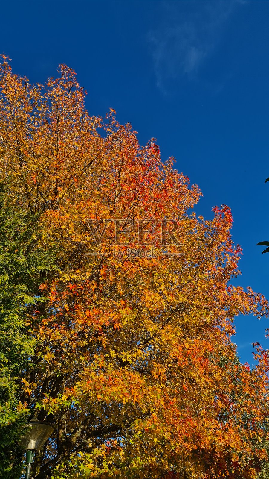美丽的甜gum树(Liquidambar)在秋天照片摄影图片