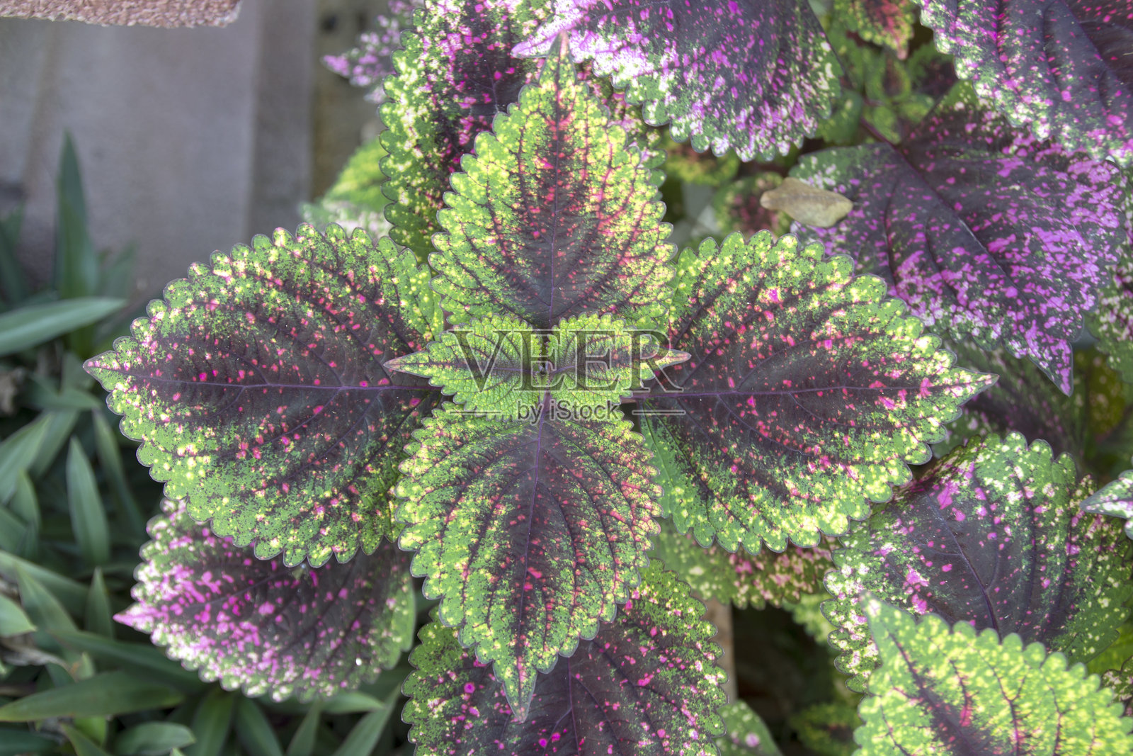 五彩斑斓的凤仙花。色彩丰富的叶子。不同品种的凤仙花。照片摄影图片