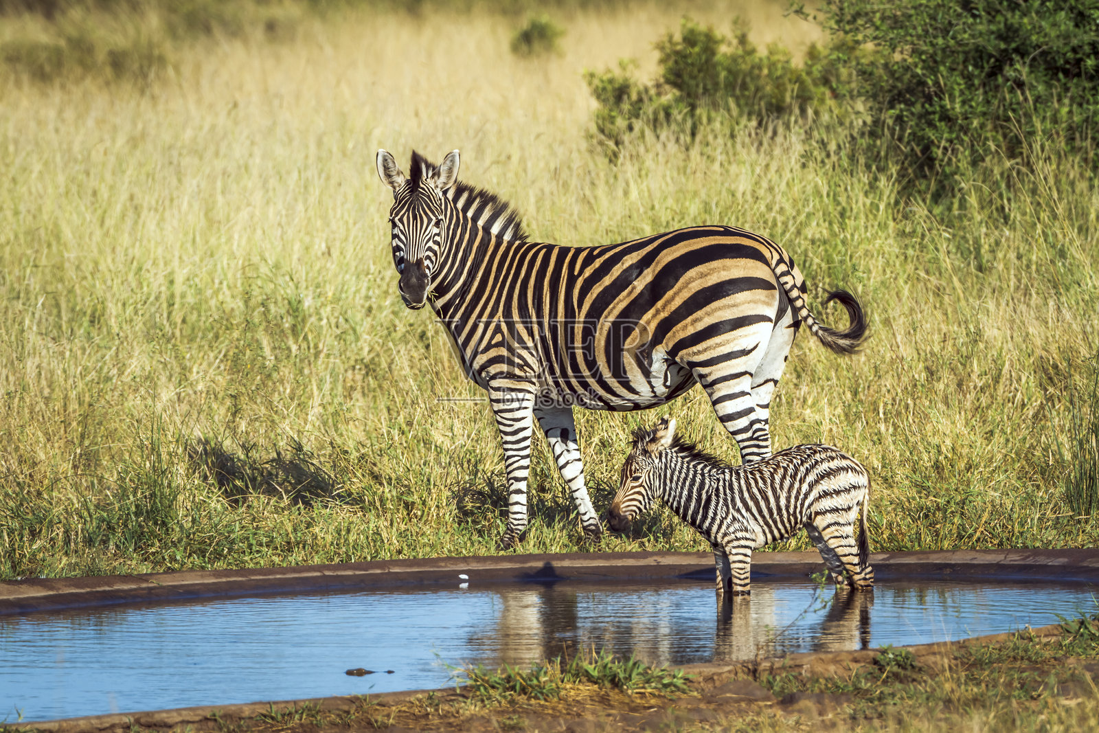 克鲁格国家公园的平原斑马,南非照片摄影图片