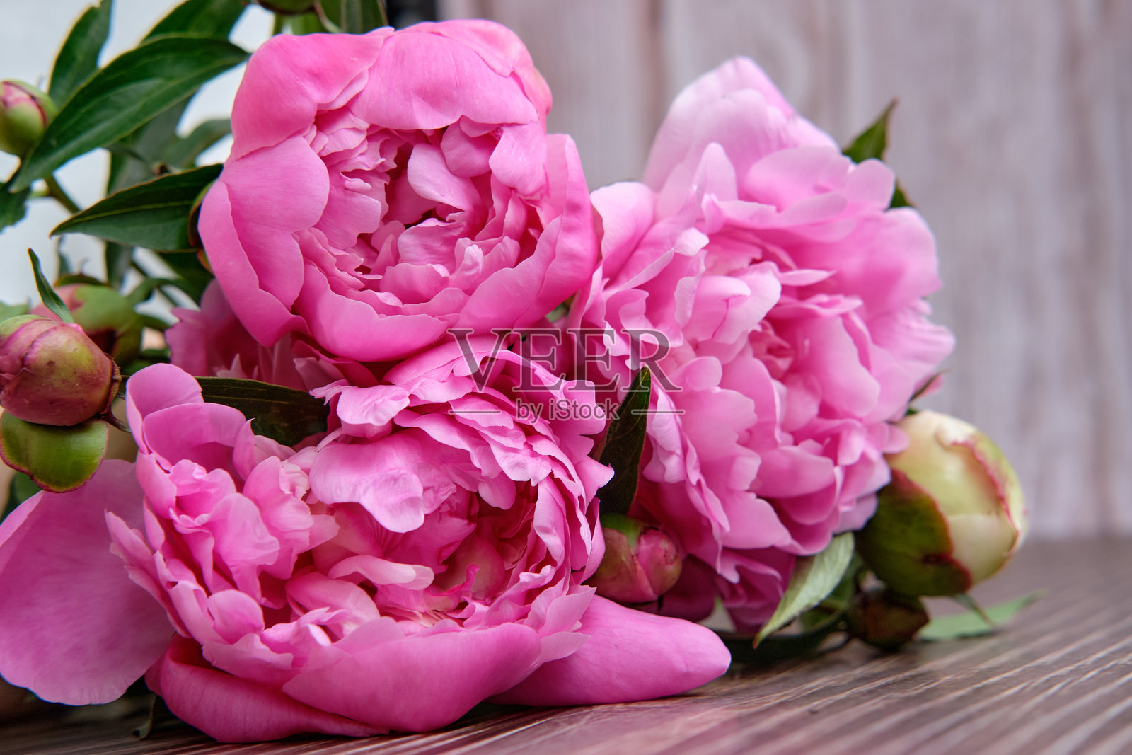 牡丹花包裹在灰色背景上照片摄影图片