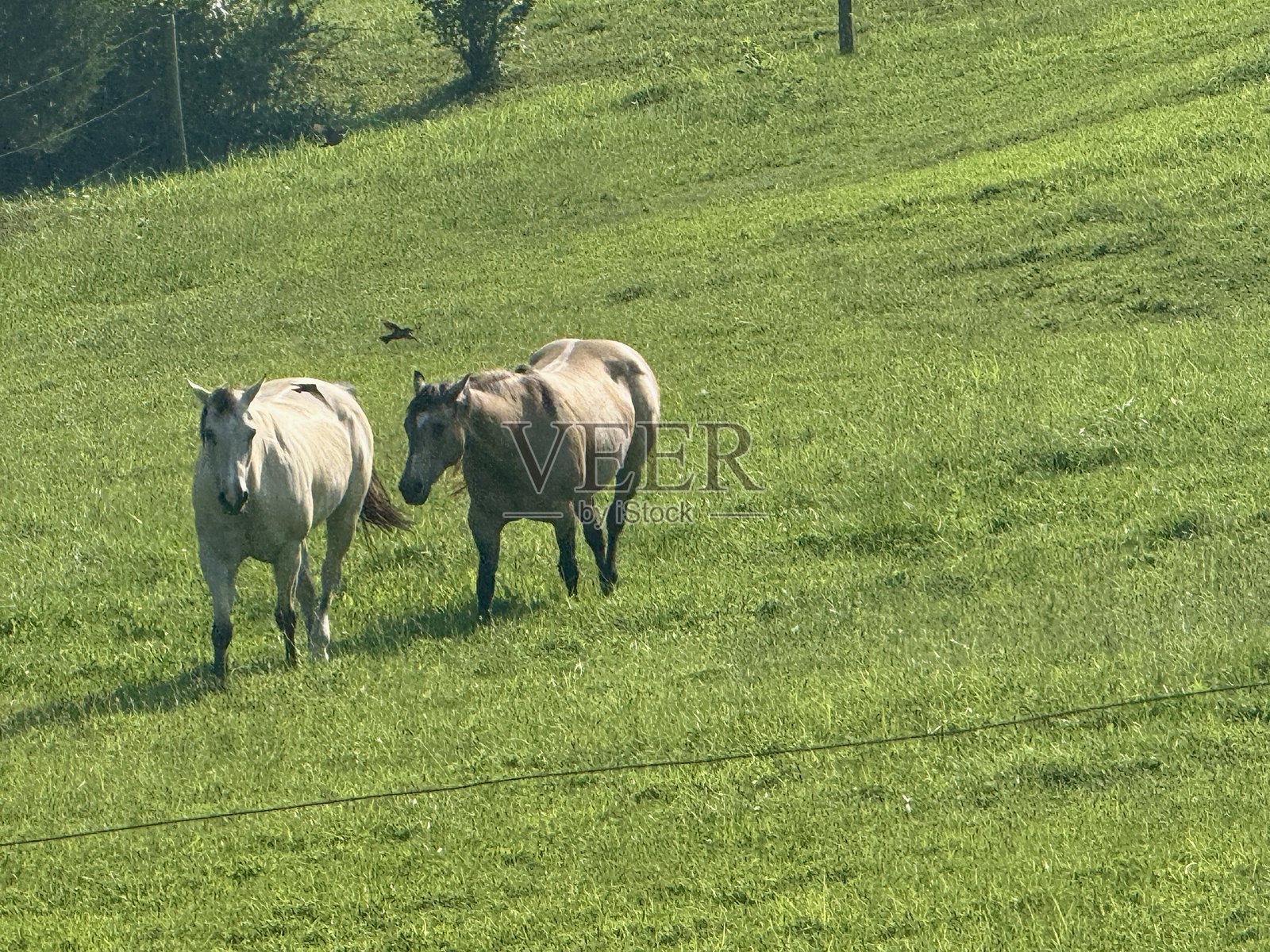 牧场上的马匹伴侣关系照片摄影图片