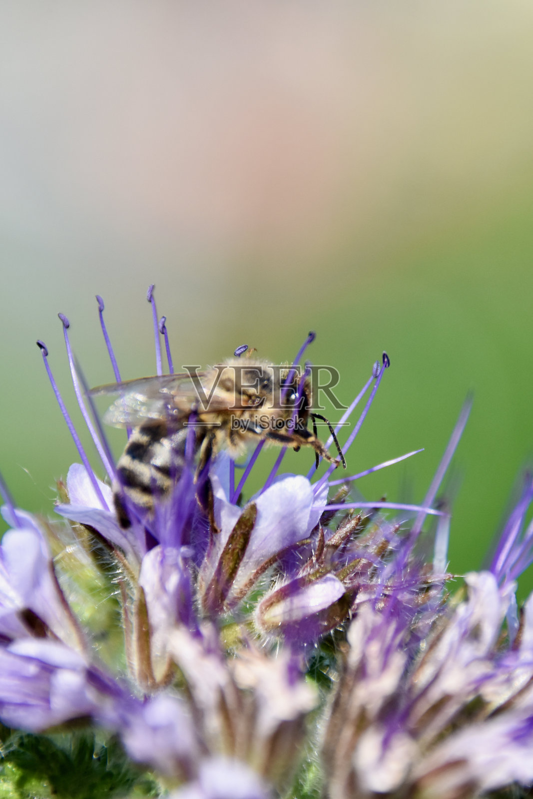 蜜蜂在盛开的紫花苜蓿花上采集花蜜照片摄影图片