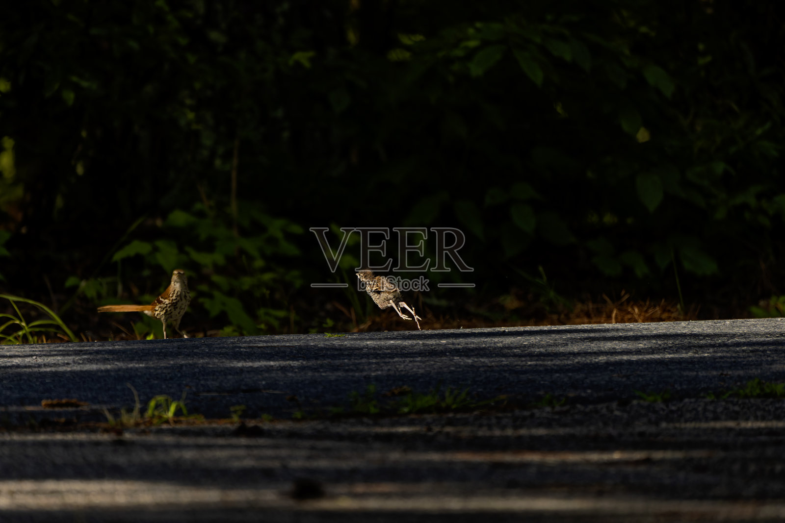 棕色掠鸟 (Toxostoma rufum)照片摄影图片