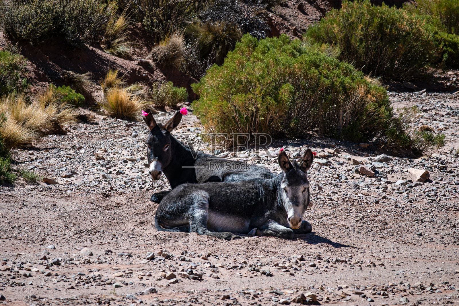 阿根廷胡胡伊省高原景观中的一小群驴子。照片摄影图片
