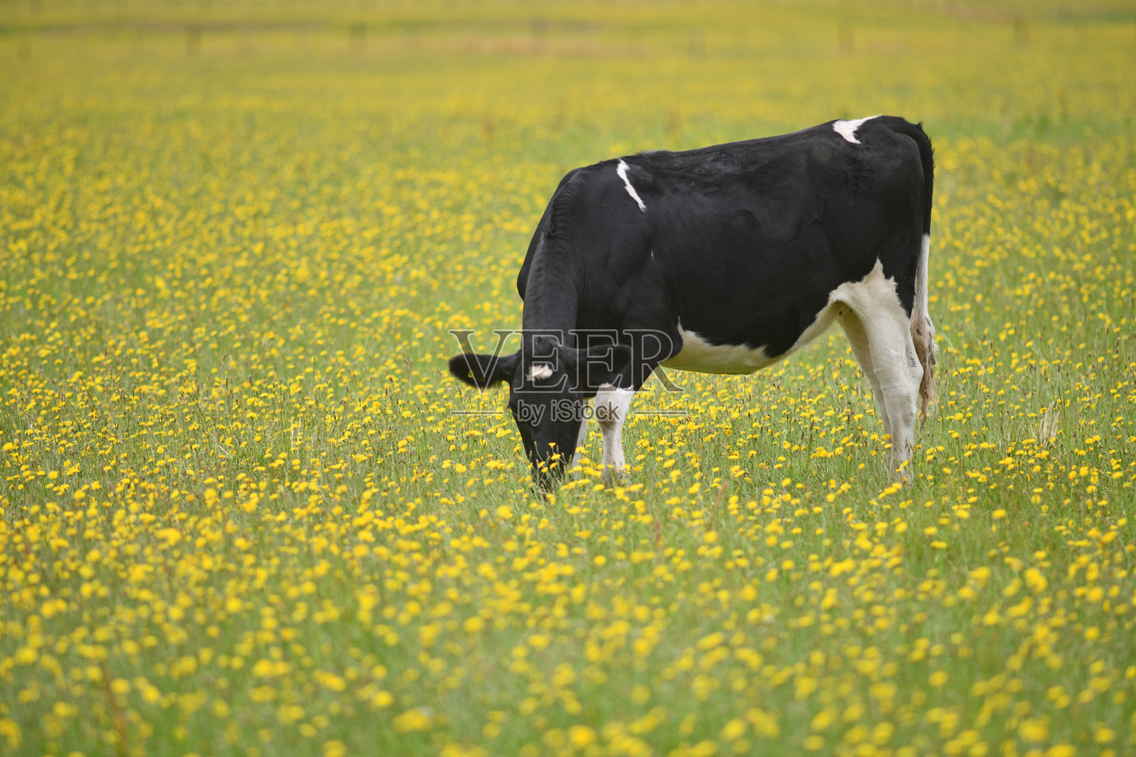 奶牛场的夏日时光照片摄影图片