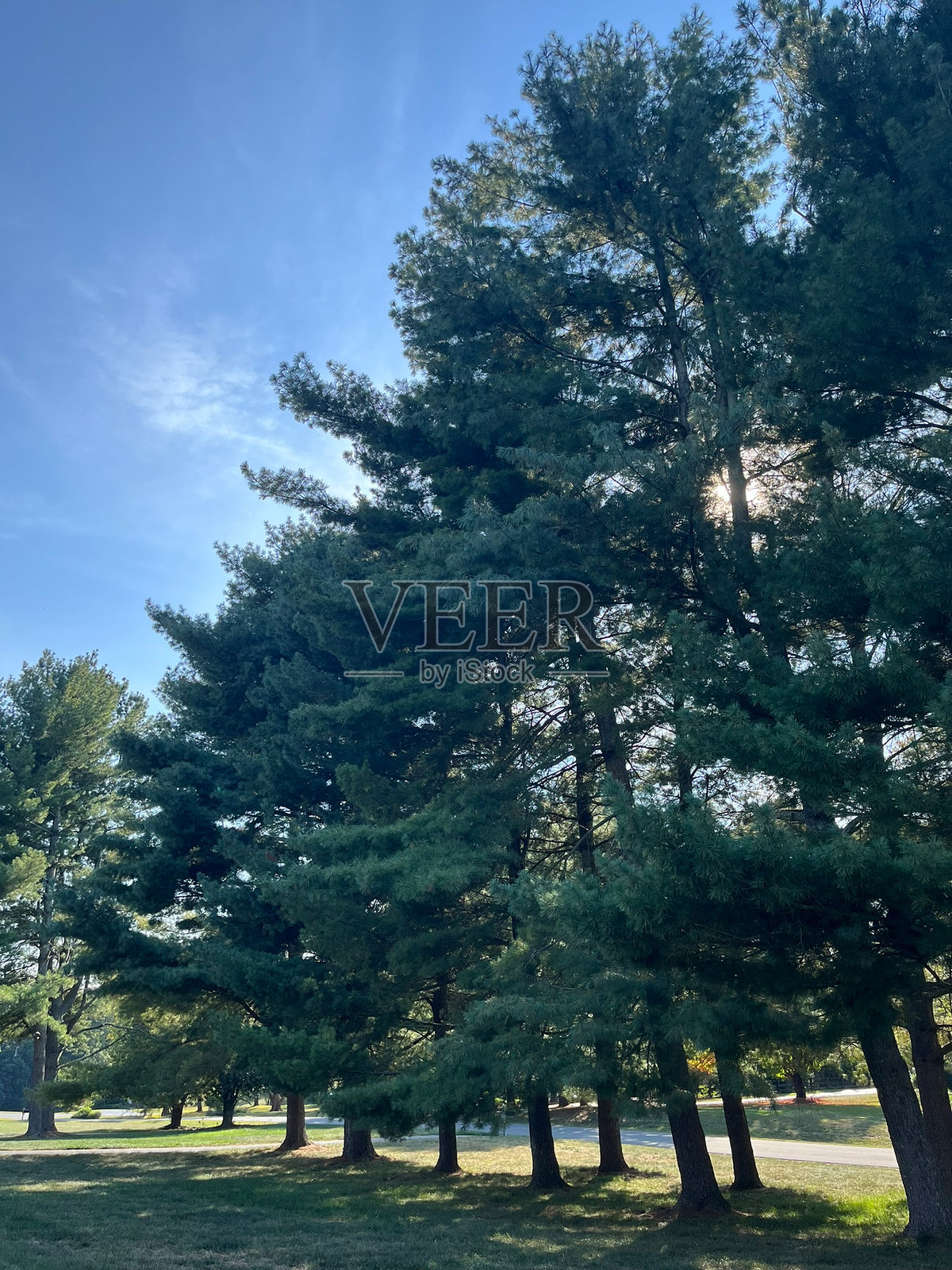 一排松树逐渐变小,背景是蓝天照片摄影图片