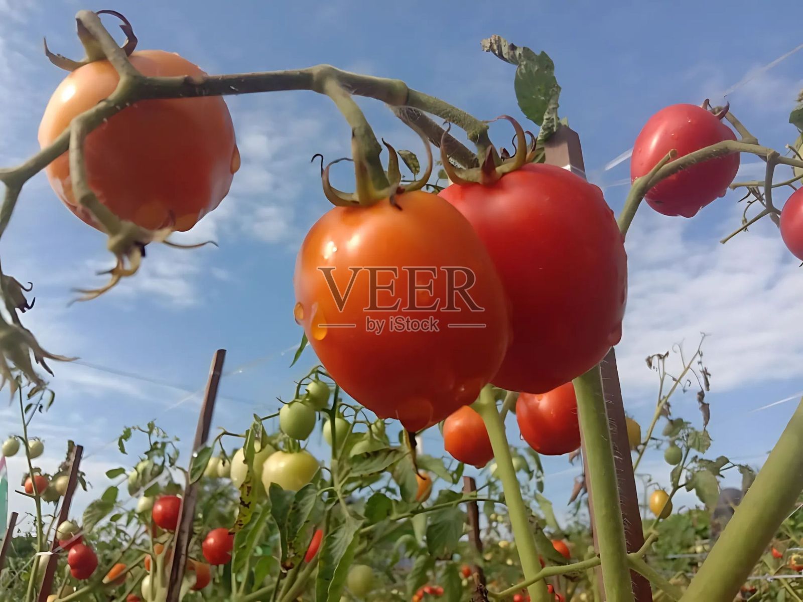 番茄照片摄影图片