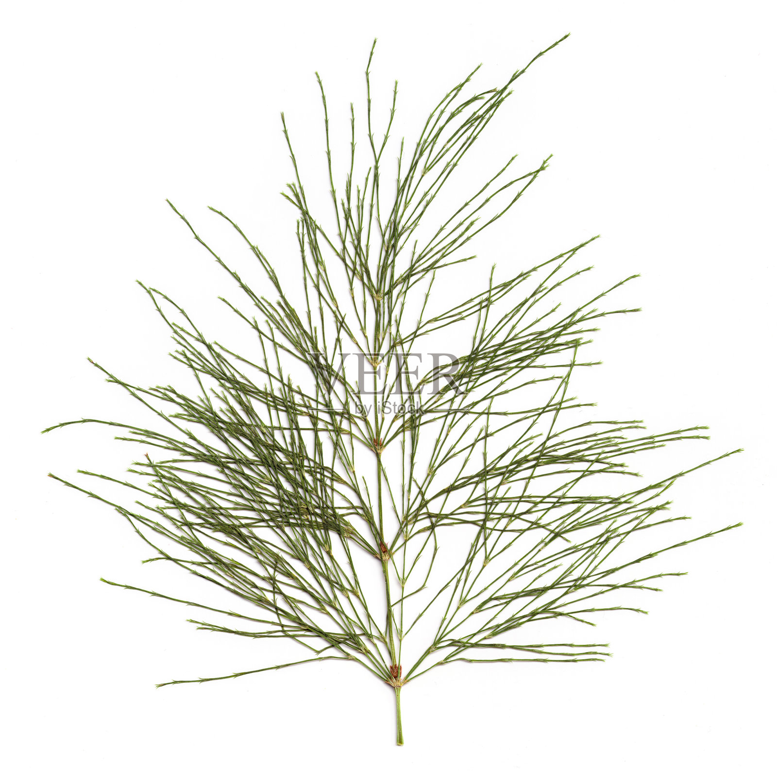 高分辨率扫描的木马尾草,学名为Equisetum sylvaticum。多年生草本植物。特写,孤立在白色背景上。照片摄影图片