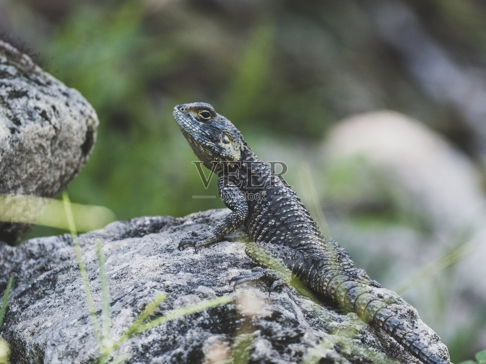 岩石上的美丽蜥蜴照片摄影图片