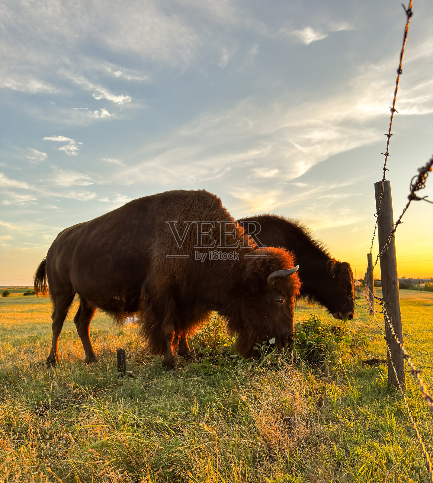 西堪萨斯的野牛照片摄影图片