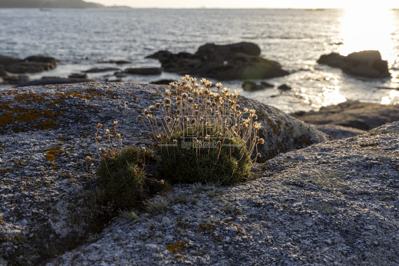 一株小植物在海边的岩石上生长。照片摄影图片