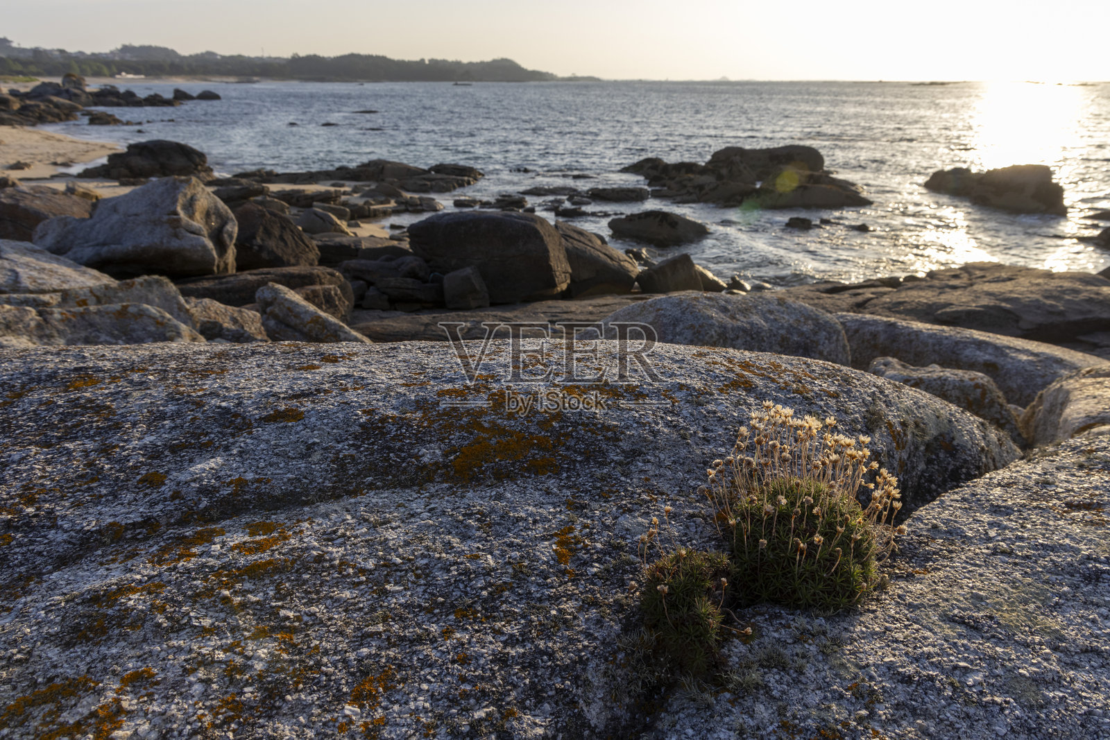 一株小植物在海边的岩石上生长。照片摄影图片