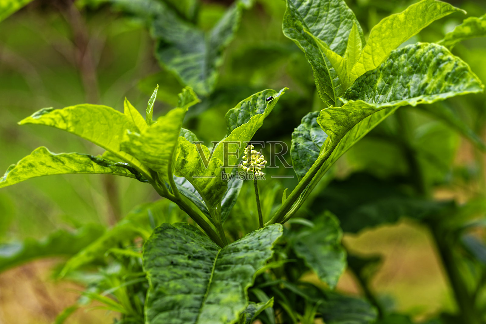 美洲毒浆果照片摄影图片