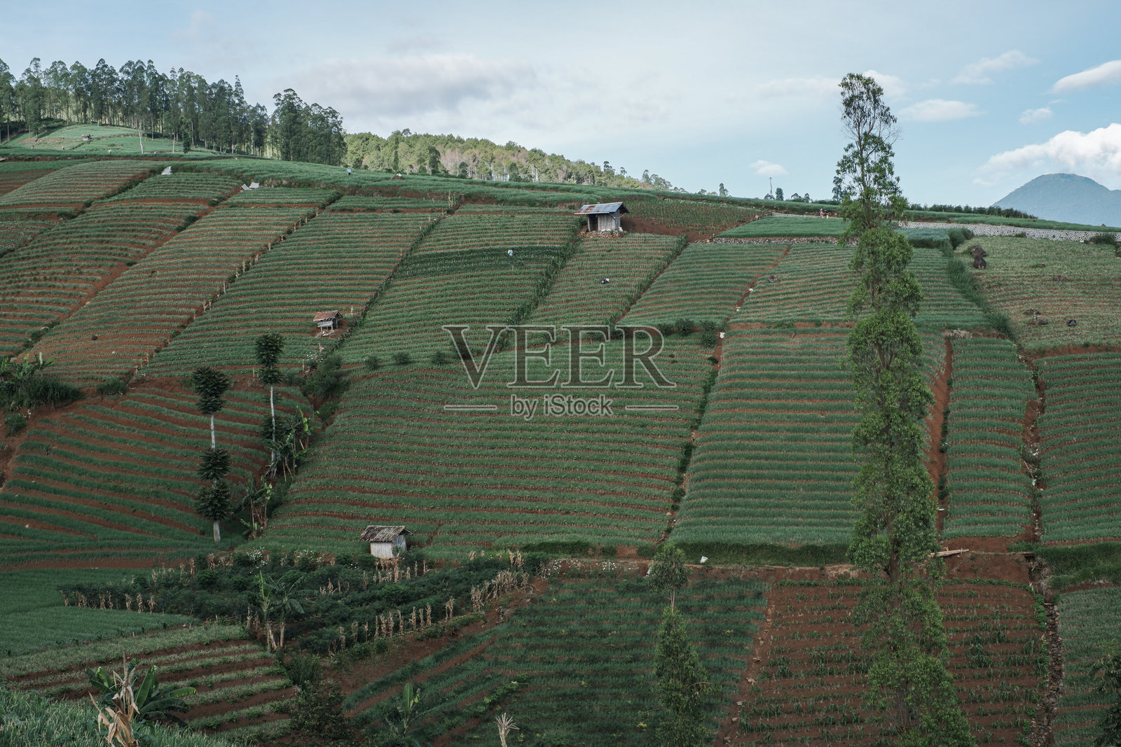 美丽的梯田洋葱种植园位于印度尼西亚西爪哇的加鲁特照片摄影图片