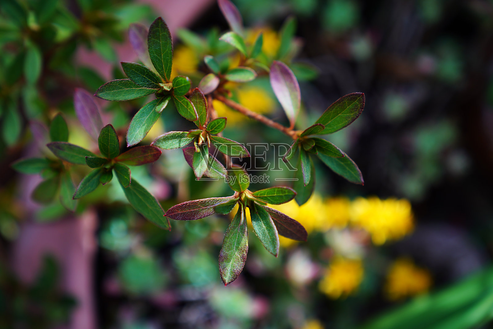 日本杜鹃,罗莎琳德杜鹃照片摄影图片