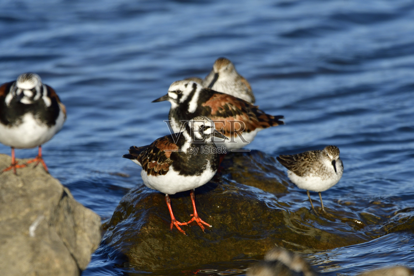 红胸石鸻照片摄影图片